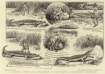A Curious Story of a Crocodile, a leaf from a Traveller